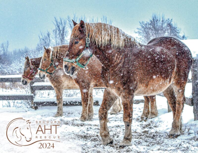 AHT 2024 Calendars Secours AHT Rescue